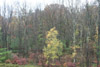 forest near Blooming Grove, Pennsylvania in autumn