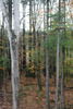 forest near Blooming Grove, Pennsylvania in autumn