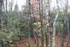 forest near Blooming Grove, Pennsylvania in autumn