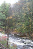 forest near Blooming Grove, Pennsylvania in autumn