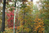 Forest near Greentown, Pennsylvania in autumn