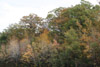 forest near Greentown, Pennsylvania in autumn