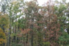 forest near Greentown, Pennsylvania in autumn