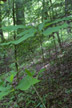 magnolias and hemlocks on slope, Fall Creek Falls SP, Tennessee