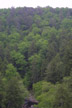 mixed deciduous and coniferous forest, Fall Creek Falls SP, TN