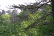 pines at rim of ravine, Fall Creek Falls SP, Tennessee