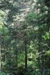 hemlocks on slope, Fall Creek Falls SP, Tennessee