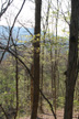 Forest near Monteagle, Tennessee