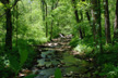 stream in Searcy County, AR