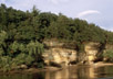 Wisconsin Dells riparian forest