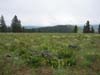 Meadow, rom Pumpkin Ridge looking south toward the Grande Ronde Valley, Oregon
