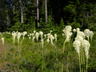 forest opening, Hoodoo area, Oregon