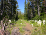 forest opening, Hoodoo area, Oregon