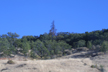 declining conifers along Columbia River, Oregon