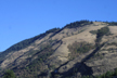 mixed forest and shrub along Columbia River, Oregon