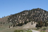Pinus longaeva on north-facing slope