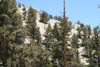 Pinus longaeva on south-facing slope