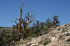 Pinus longaeva trees showing living and dead trunks.