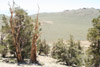 Pinus longaeva under severe water stress.