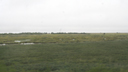 Coastal wetland near Cook Inlet north of Anchorage