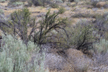 Grassland with sage, near Chelan, Washington