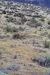 Grassland with sage, near Chelan, Washington