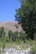 Riparian area, Methow River, Washington