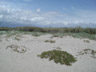 Coastal dune vegetation, Oxnard beach, Ventura Co., California