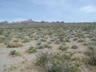 Desert vegetation, Death Valley, California