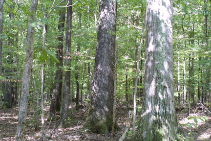 Central U S Hardwood Forests