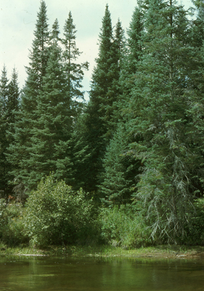 Algonquin National Park, Ontario