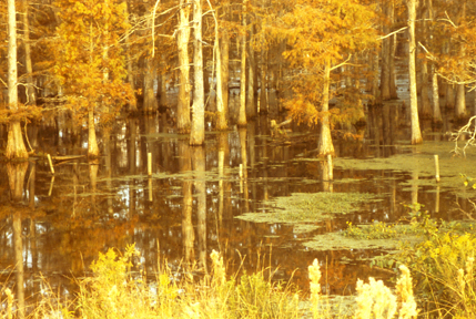 Taxodium distichum (bald cypress) swamp, Louisiana