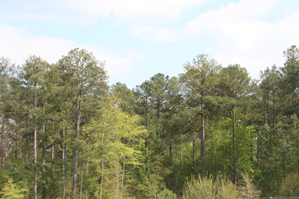 Sumter National Forest, South Carolina