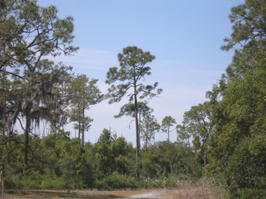 Archbold Biological Station, central Florida