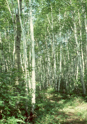 Greenwater Provincial Park, Ontario