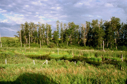 Wetlands, west of Edmonton, Alberta