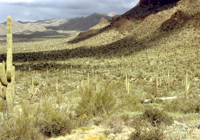 Giant saguaros at Gate's Pass, Tucson Mt. Park, Tucson, Arizona