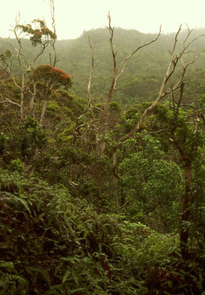 Alakai Swamp, Kauai, Hawaii