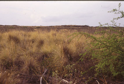 scrub, near Aimakapa Pond, Kona, island of Hawaii