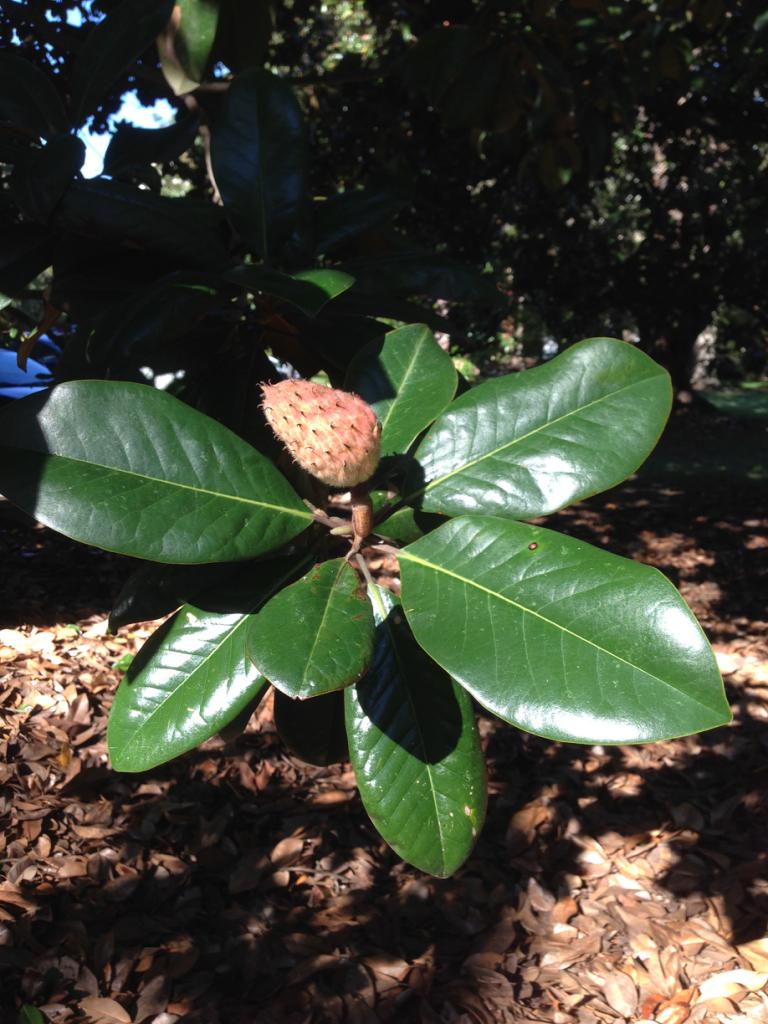 Magnolia grandiflora (Magnoliaceae) - fruit - immature