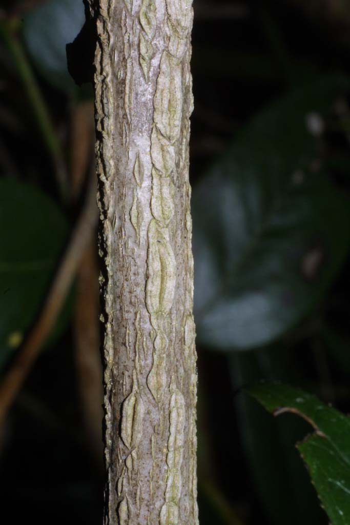Aristolochia iquitensis image