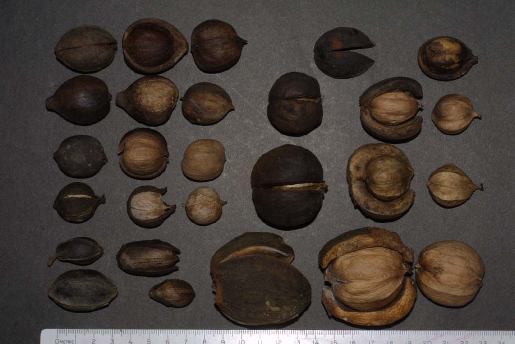 Source and more information on hickory nut varieties, Vanderbilt University.