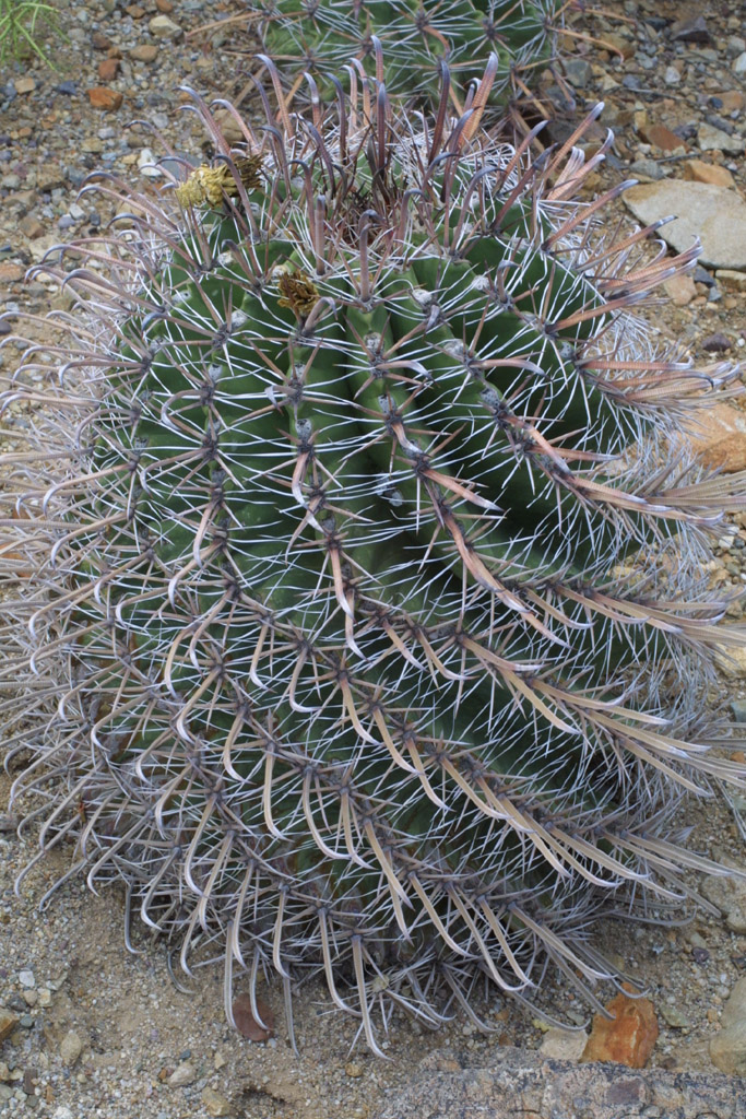 Image of Ferocactus herrerae (Cactaceae) - whole plant - unspecified