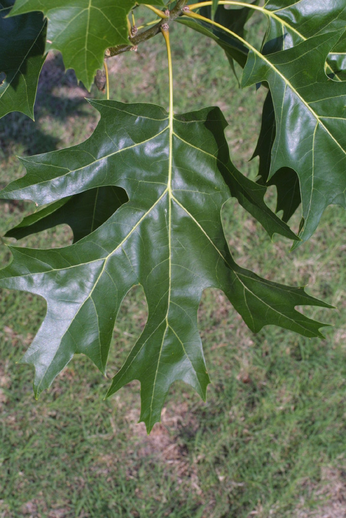 Quercus velutina (Fagaceae) - leaf - whole upper surface
