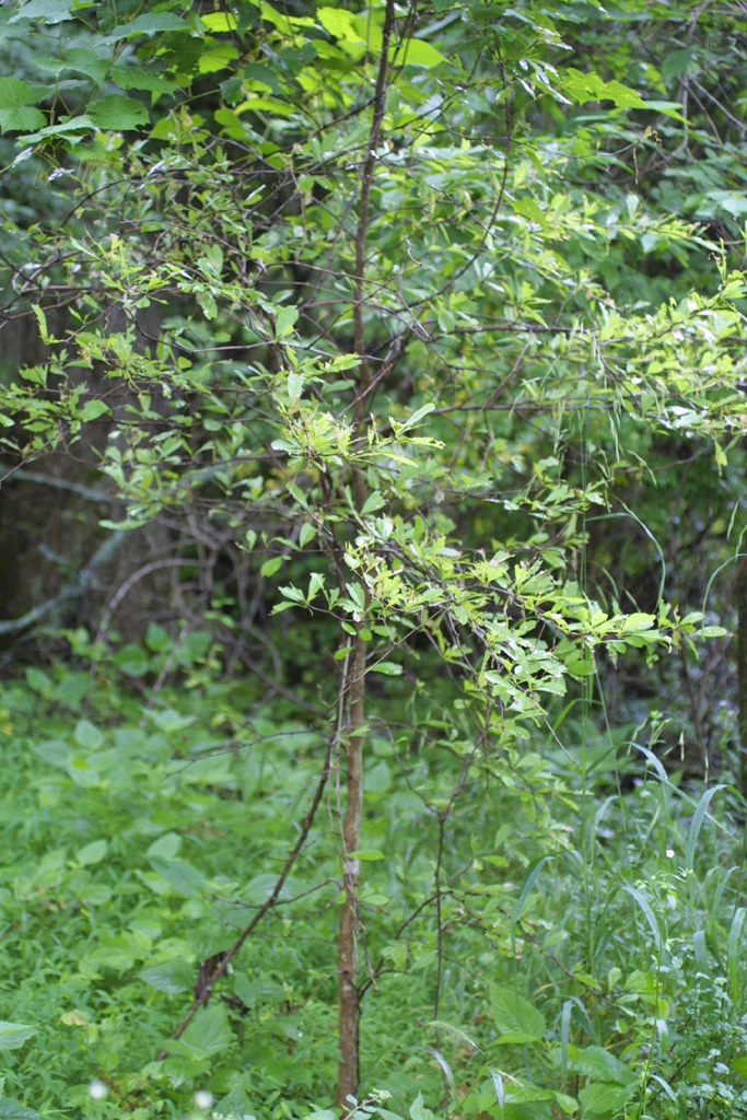 Bumelia cassinifolia image