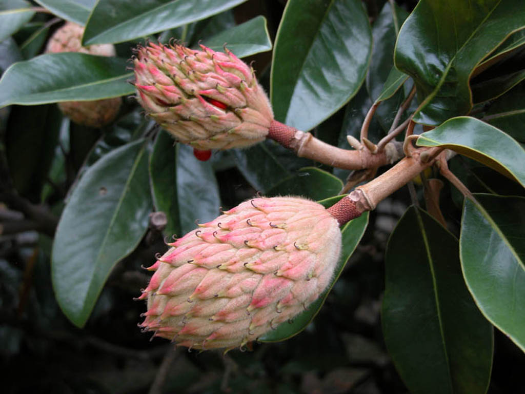 Magnolia grandiflora (Magnoliaceae) - fruit - as borne on ...
