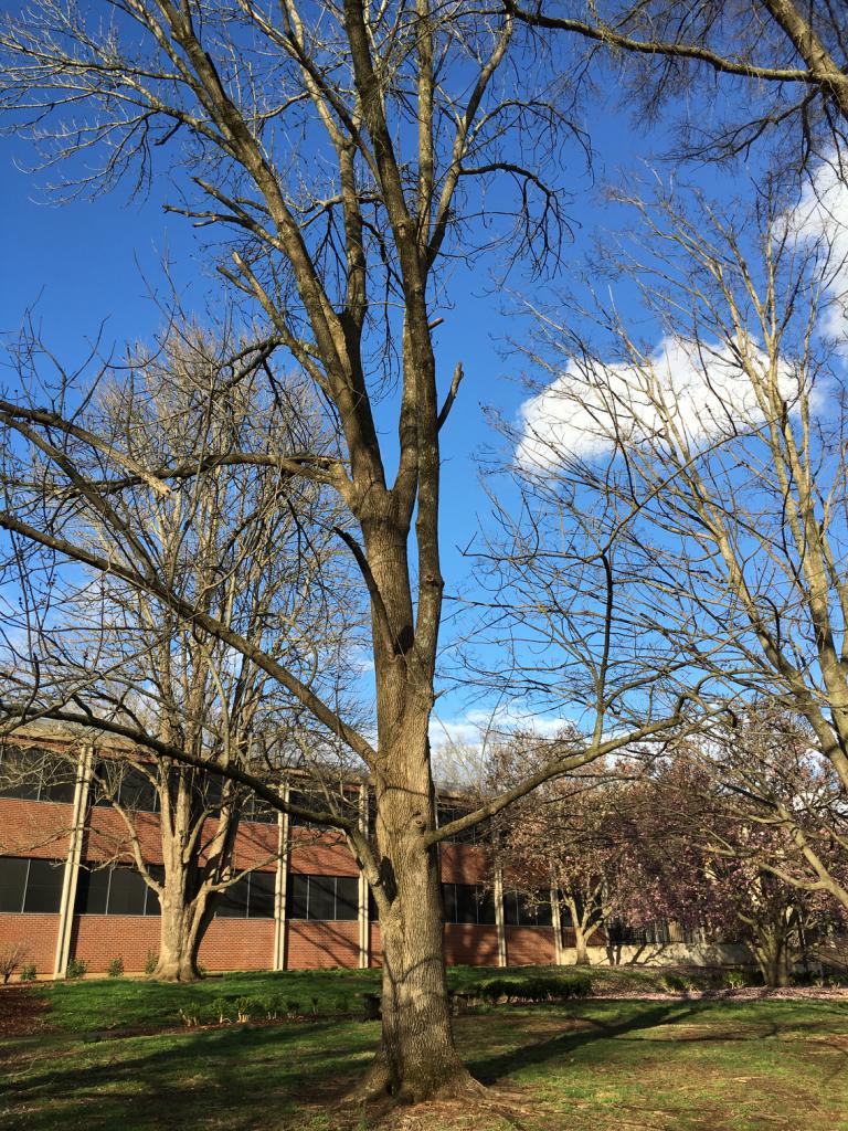 Fraxinus Pennsylvanica Oleaceae Whole Tree or Vine Winter