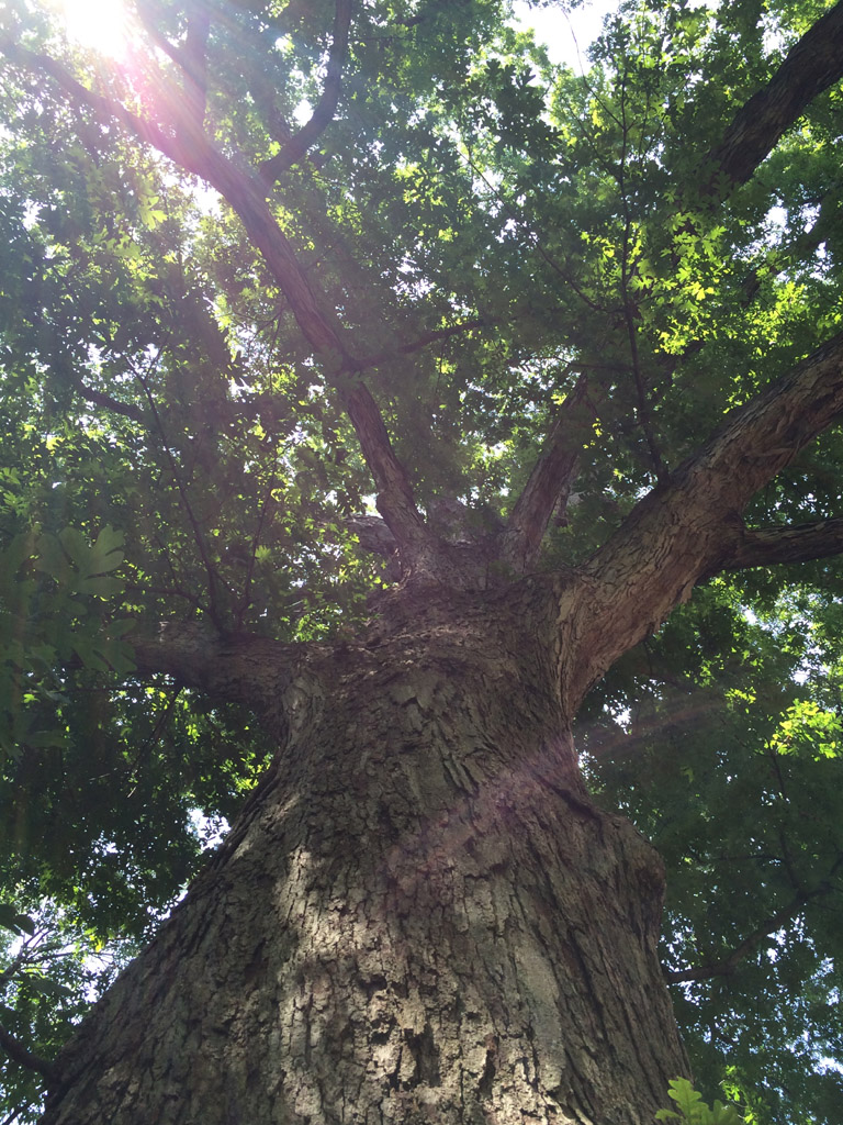 Looking up Vanderbilt's largest white oak