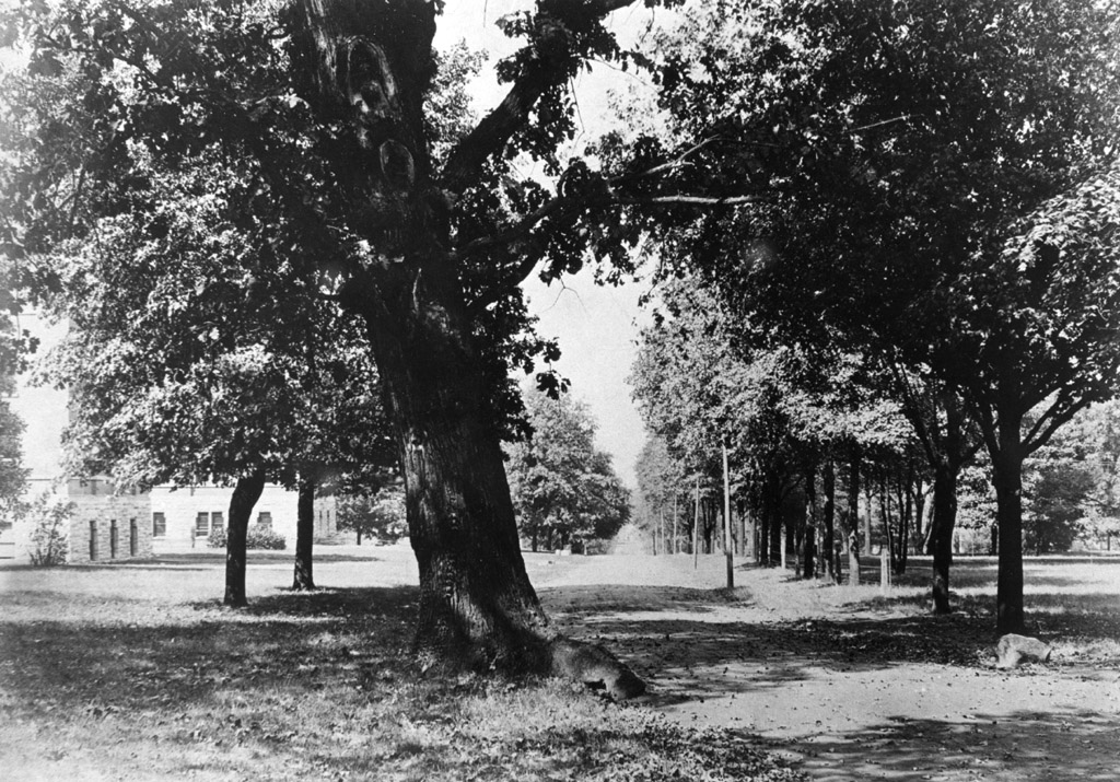 The Garland Oak and the road to West End Avenue