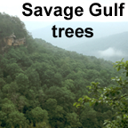 Savage Gulf tree list